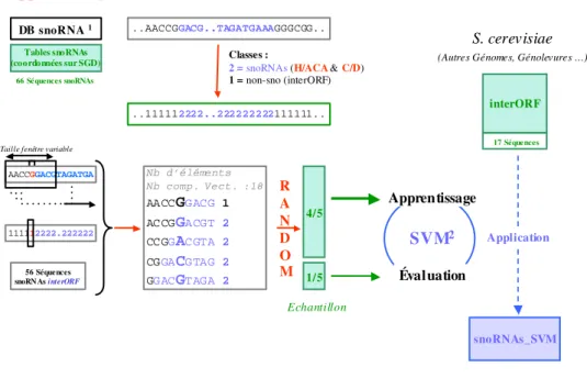Figure 2 : Schéma de la préparation des données et analyse par SVM. A partir des coordonnées  des snoRNA les séquences ADN sont annotées à l’aide de chiffres représentant la classe à laquelle appartient un  nu-cléotide considéré (classe 1 pour un nunu-cléo