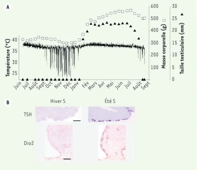 Figure 2. Rythmes circannuels chez l’hamster d’Europe. A. Rythmes circannuels de température  (°C), masse corporelle (g) et taille testiculaire (mm) chez un hamster mâle privé de repères  saisonniers