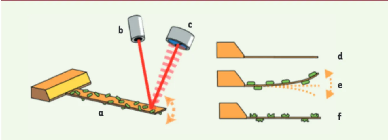 Figure 1. Principe de l’utilisation des déformations du levier induites par des organismes vivants