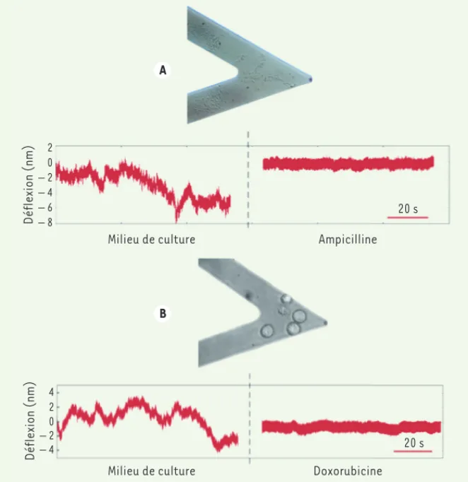 Figure 2. Mesure de l’amplitude des  oscillations du levier induites par les cellules