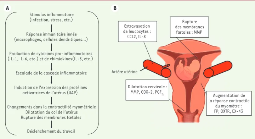 Figure 1. Cascade inflam- inflam-matoire lors de  l’acti-vation utérine. A.  La  réaction inflammatoire  provoque l’activation de  l’utérus  via les protéines  d’activation de l’utérus  (UAP) et mène  ultime-ment au commenceultime-ment  du travail