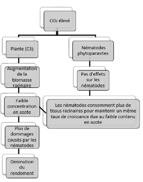 Figure 2: Conséquences d’une concentration en CO 2  atmosphérique élevée sur les interactions  plante-nématode et la productivité des plantes (traduit de Somasekhar et Prasad, 