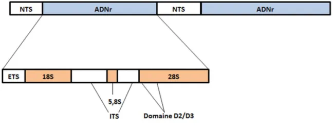 Figure 6: Structure générale de l’ADN ribosomique chez les eucaryotes (D’après Hillis et Dixon,  1991)