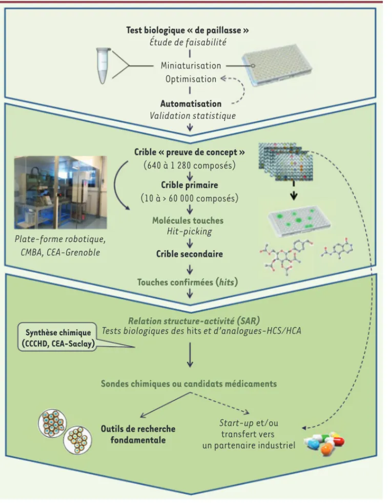 Figure 1. Stratégies de criblage et  de valorisation.  À partir d’un test  biologique « de paillasse » imaginé  par un chercheur, les ingénieurs  du CMBA définissent des contrôles  pour la validation statistique du  test et élaborent les conditions  optima