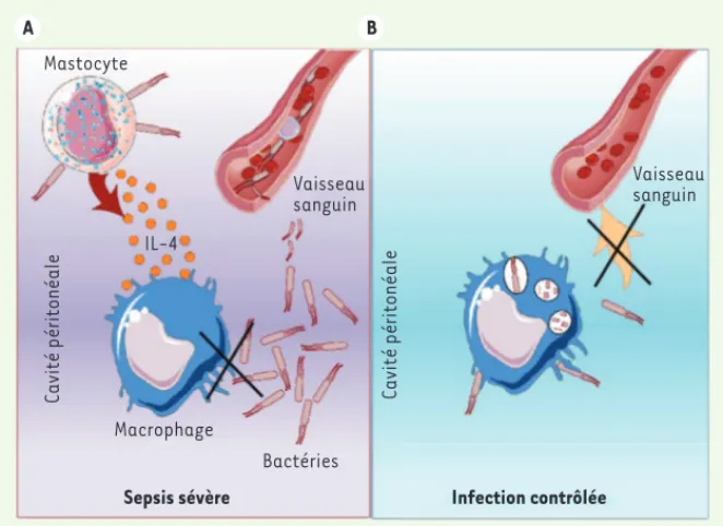 Figure 1. L’IL-4 mastocytaire contrôle la phagocy tose des macrophages. A. Dans un modèle aigu  de choc septique, les mastocytes sécrètent de l’IL-4  dès les premières minutes de l’infection  bactérienne, ce qui affecte la phagocytose des bactéries par les