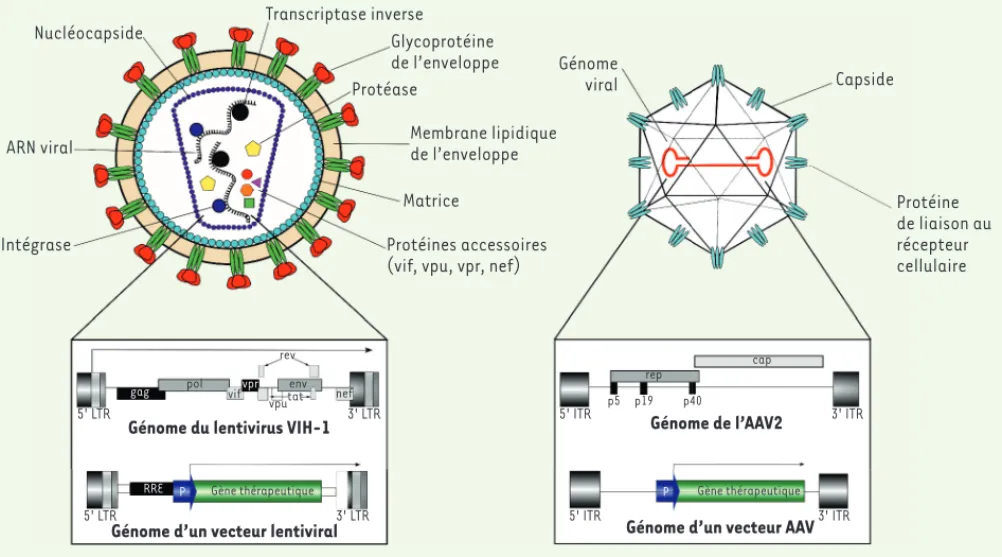 Figure 4. Représentation d’un vecteur lentiviral dérivé du VIH-1 (virus de l’immunodéficience humaine 1) et d’un vecteur adéno-associé