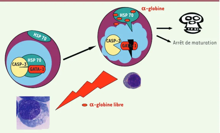 Figure 1.  Hypothèse physiopatho- physiopatho-logique de l’arrêt de maturation  érythroïde dans les  b-thalas-sémies majeures