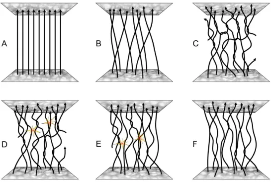 Figure 1.7. Représentation schématique du modèle de Parker des nanoflares. Les lignes verticales représentent une version “redressée” des lignes de champ magnétique d’une boucle coronale, de sorte que les deux extrémités des lignes représentent les points 