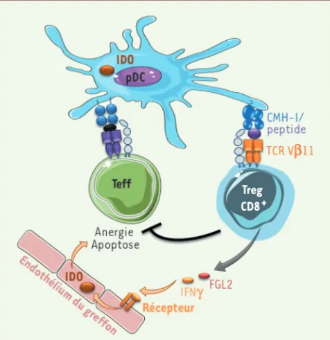 Figure 1. Mécanisme d’action des aTreg CD8 + CD45RC low .  Les aTreg  CD8 + CD45RC low , dont le répertoire est biaisé pour la chaîne V11 du  TCR, inhibent la prolifération des lymphocytes T effecteurs stimulés par  des pDC allogéniques via la sécrétion d
