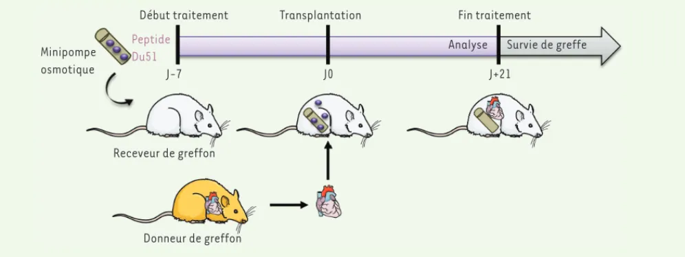 Figure 2. Protocole de thérapie monopeptidique chez le rat. Le peptide Du51 est administré de façon continue par une minipompe osmotique pen- pen-dant une durée totale de 28 jours.