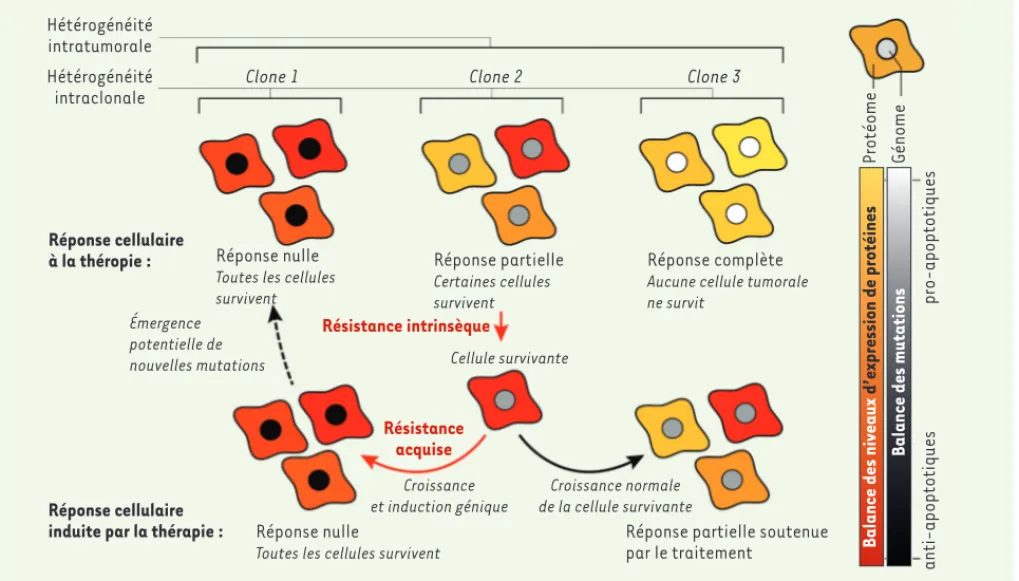 Figure 1. Mécanismes de résistance aux thérapies anticancer dus à l’hétérogénéité intratumorale et intraclonale dans l’expression de gènes/pro- gènes/pro-téines de la voie apoptotique