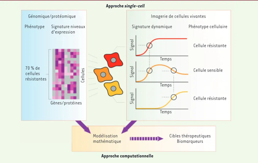 Figure 2. Comparaison des approches génomique/protéomique avec l’imagerie de cellules vivantes et intégration de ces approches single-cell grâce  à la biologie computationnelle