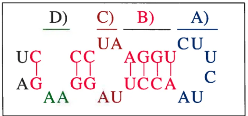 Figure 2.2 — Structure secondaire d’une séquence d’ARN. L ‘énergie libre d’une structure secondaire est ta somme des énergies d’appa riement des paires de bases de t’hetice (B)