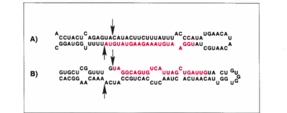 Figure 3.2 — Sites de clivage de Drosha. (A) : Le miRNA mature est situé sur te brin 3’
