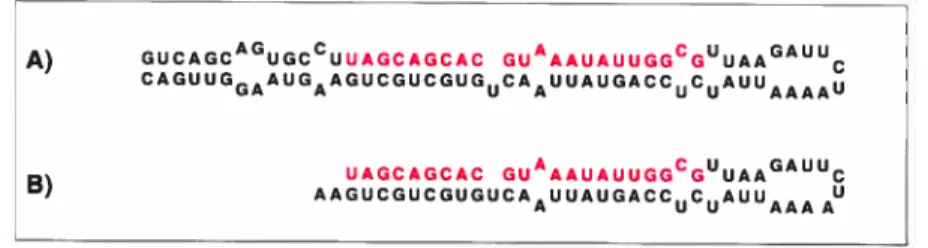 Figure 5.1 - Séquences de pré-mIARN. A) Séquence du pré-miARN hsa-mir-16-1 présent dans ta base de données de miRNA registry.