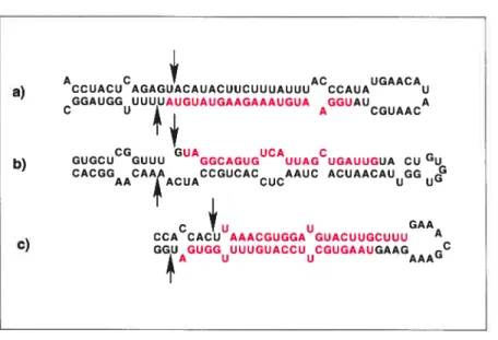 Figure 5.2 — Homogénéisation des pré-miARN