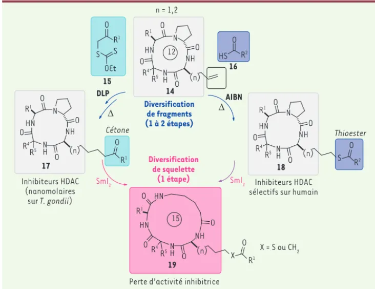 Figure 5. Stratégie inspirée de la   synthèse orientée vers la diversité en  vue de faciliter la  pharmacomodu-lation d’inhibiteurs d’histone  désa-cétylase