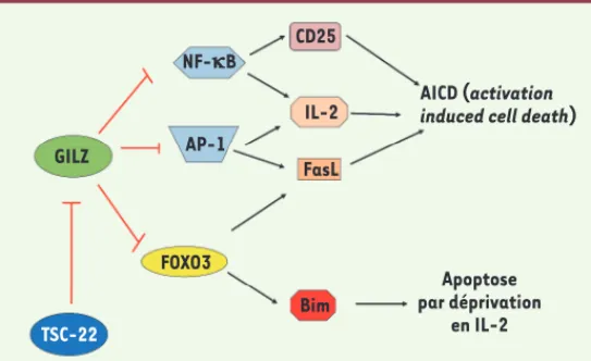 Figure 2. Représentation des mécanismes mis en jeu par GILZ et TSC-22 pour  réguler l’apoptose des lymphocytes T
