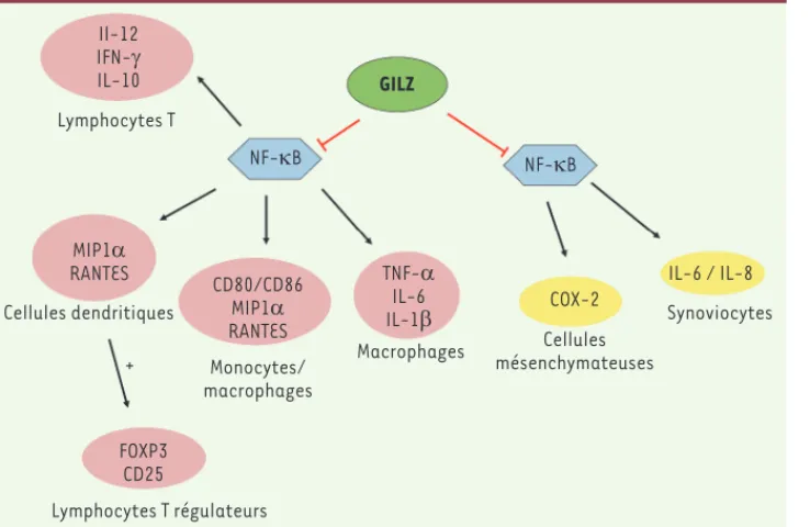 Figure 3.  GILZ régule l’inflammation  en inhibant l’activité du facteur de  transcription NF-kB
