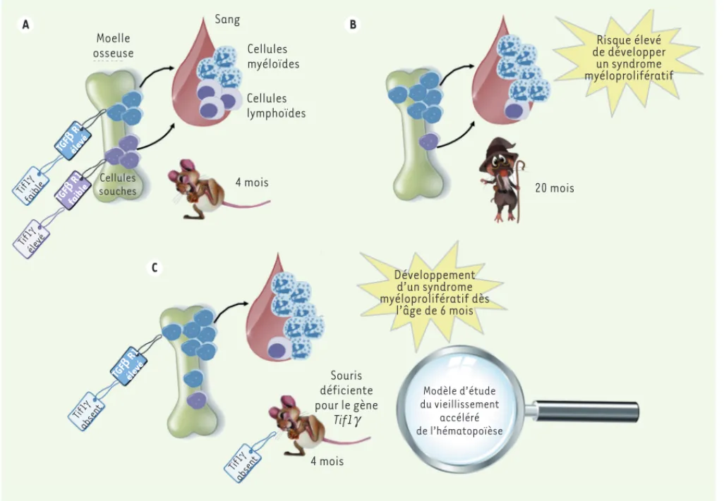 Figure 1. Les souris Tif1g   -/-  développent un vieillissement prématuré de l’hématopoïèse