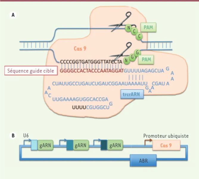Figure 1.  Principe d’editing par le système  CRISPR-Cas9. A. Cassure double brin par le  système CRISPR-Cas9