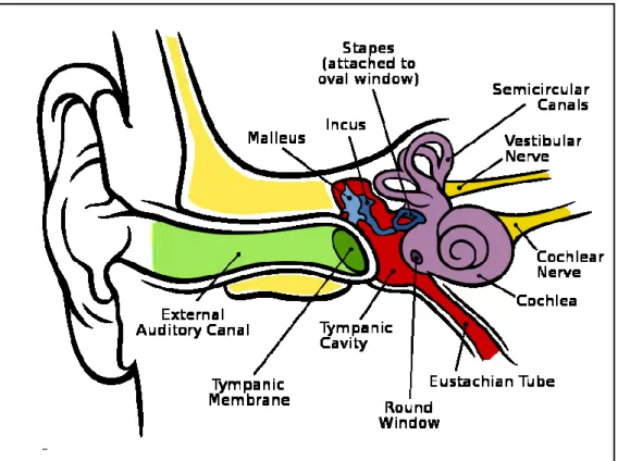 Figure 1 – Normal anatomy of the human ear. [12] 