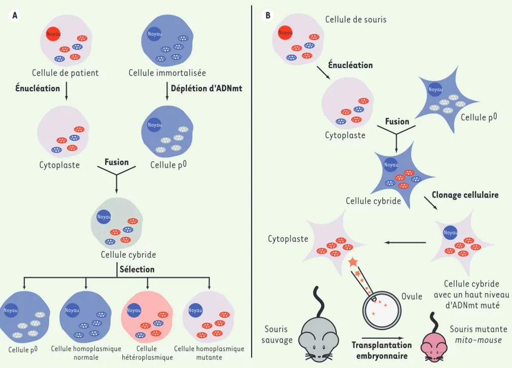 Figure 2. Génération de cellules cybrides et création de mito-mice. A. Cellules cybrides