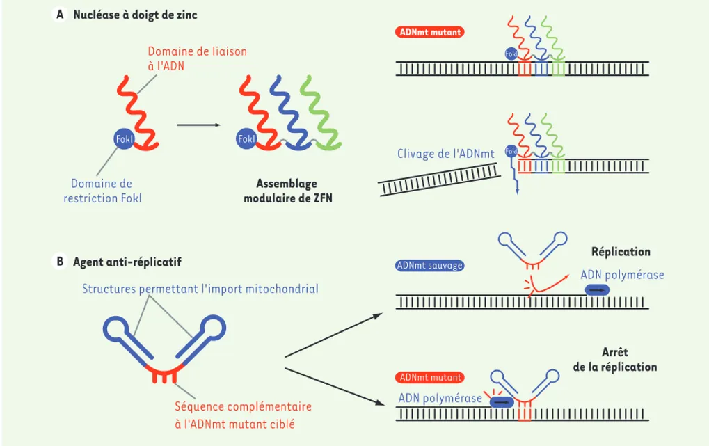 Figure 3. La stratégie anti-génomique. A. Schéma d’une nucléase à doigt de zinc (ZFN)
