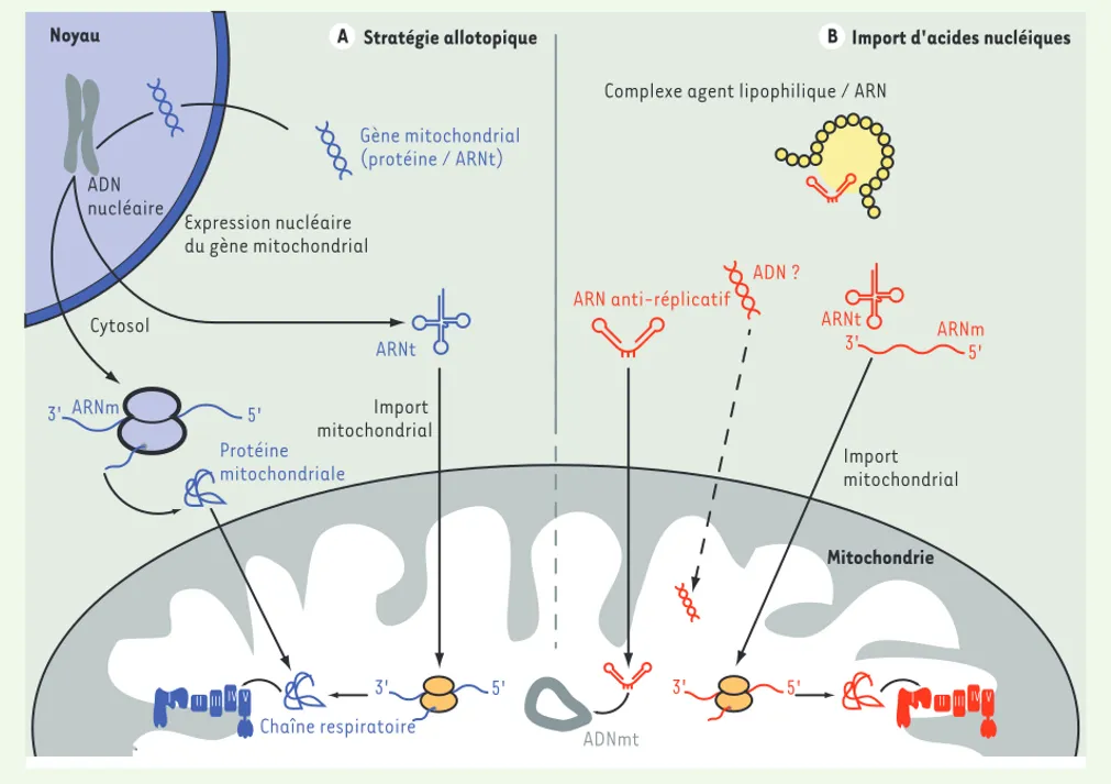 Figure 4. Stratégies allotopique et d’import d’ARN dans les mitochondries. A. Stratégie allotopique
