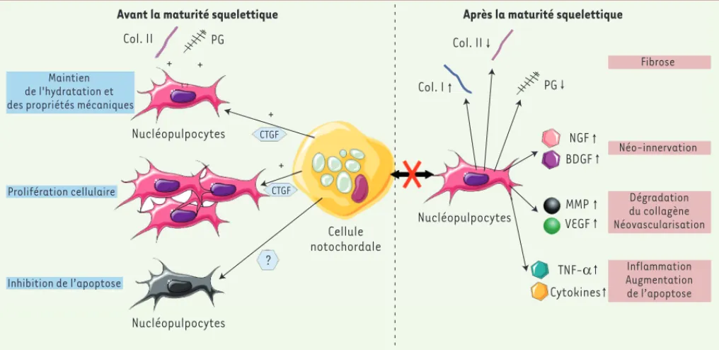 Figure 2. Dialogue molé culaire entre les cellules notochordales et les nuclé opulpocytes