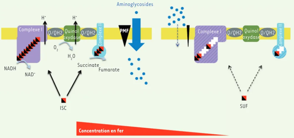 Figure 5. Modèle illustrant comment la biogenèse des centres Fe-S peut moduler la sensibilité d’E