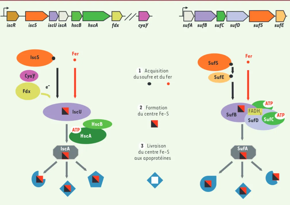 Figure 2. Les machineries générales de biogenèse des centres Fe-S chez E. coli. Les gènes codant pour les composants de la machinerie ISC sont  organisés en opéron (iscRSUA-hscBA-fdx, en haut à gauche)