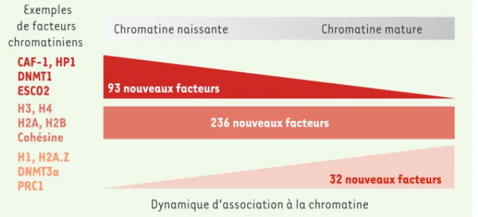 Figure 2. Dynamique d’association des protéines identifiées par NCC. Quelques exemples de  facteurs connus sont mentionnés à gauche