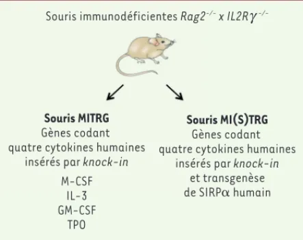 Figure 1. Génération des souris MITRG et MI(S)TRG (d’après [3]).