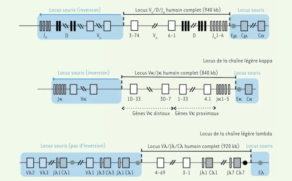 Figure 2. Humanisation complète des loci d’immunoglobulines de souris. L’insertion de la totalité des gènes VH, V et V humains a été effectuée  en conservant les enhancers (symboles ronds) et les gènes codant pour les régions constantes de souris, sauf p