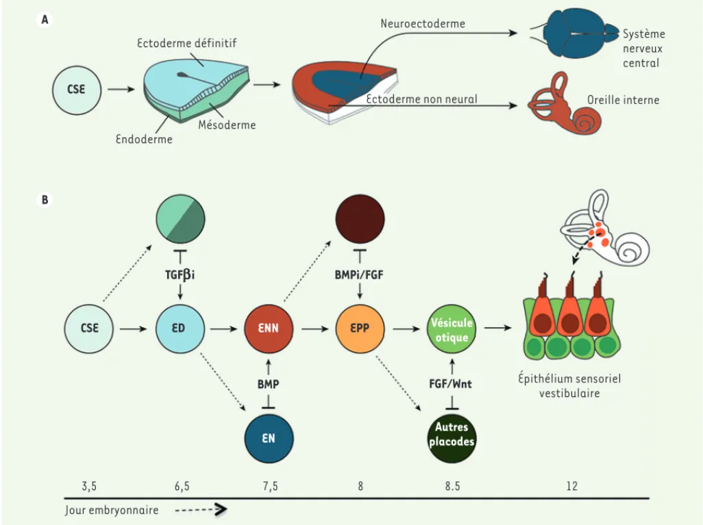 Figure 2. Développement de l’oreille interne à partir de l’ectoderme définitif. A.Les interactions entre l’ectoderme non-neural et le neuroecto- neuroecto-derme interviennent très tôt au cours du développement embryonnaire