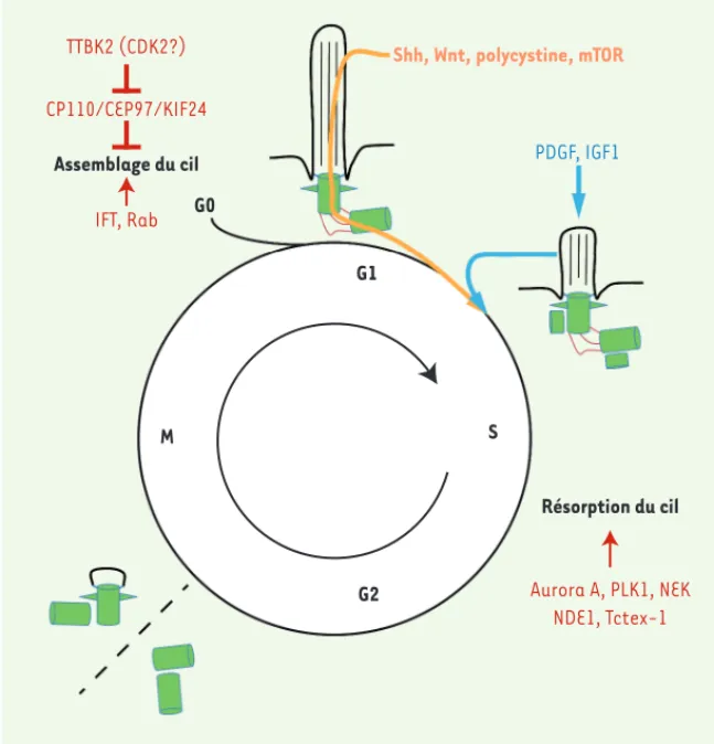 Figure 1. Interrelations entre le cil primaire et le  cycle cellulaire.  En phase G0/G1, l’assemblage  du cil primaire est contrôlé par la délocalisation  du complexe CP110/CEP97 (centrosomal protein  of 97-kDa)/KIF24, elle-même contrôlée par la  kinase TT