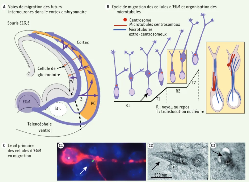 Figure 1. Les interneurones corticaux nés dans l’EGM assemblent un cil primaire pendant leur phase de migration