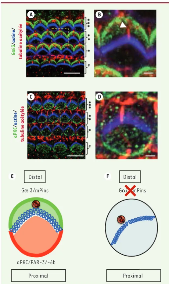 Figure 3. Distribution asymétrique des protéines PCP apicales. Vues de surfaces  d’épithéliums cochléaires à la naissance (P0)