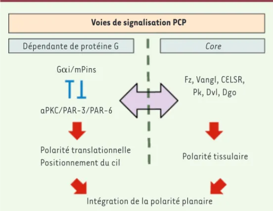 Figure 4. Les voies de signalisation PCP. Au sein de l’épithélium cochléaire, la  polarité planaire est établie par l’intégration de deux voies de signalisation :  la voie dépendante des protéines G, qui définit une PCP autonome pour chaque  cellule ciliée