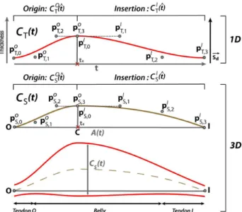 Figure 2: Top: thickness curve C T (t ) ; center: sweep- sweep-ing curve C S (t) ; bottom: muscle’s longitudinal section resulting from the sweeping of C T (t) along C S (t ) with C S (t) represented in dashed line.