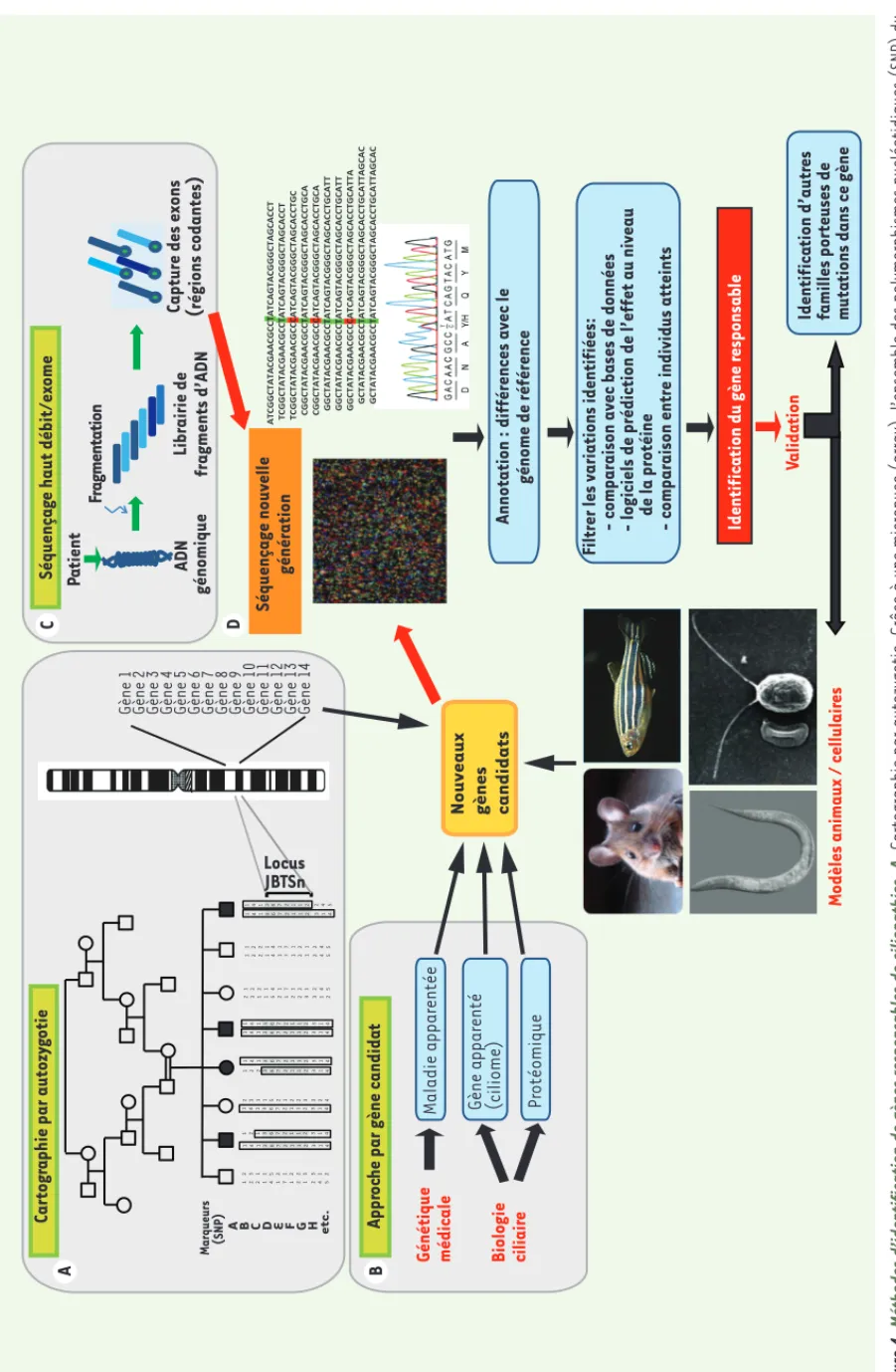 Figure 4. Méthodes d’identification de gènes responsables de ciliopathies. A. Cartographie par autozygotie