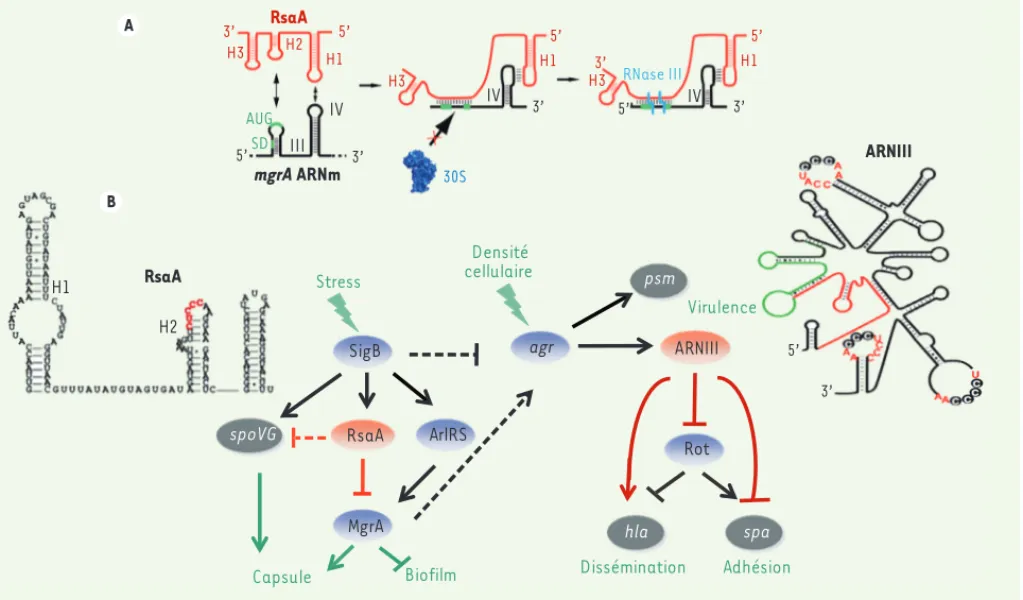 Figure 1. RsaA et ses réseaux de régulation. A. Schéma résumant le mécanisme de régulation par RsaA