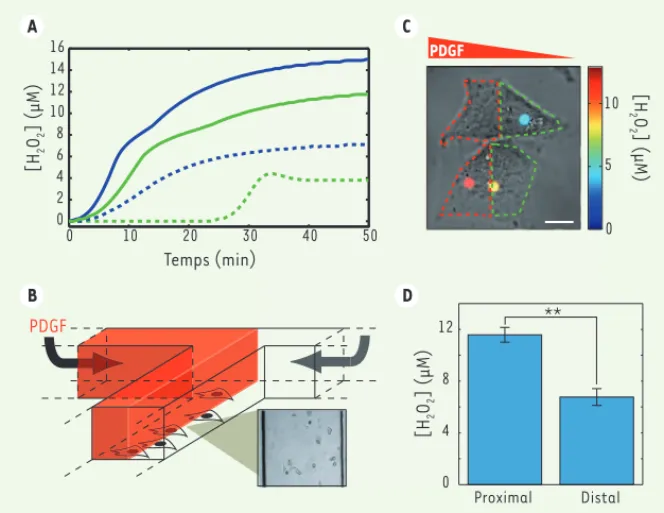 Figure 2. Mesure de la production des ROS. A. Evolution de la concentration d’H 2 O 2  en présence  d’une stimulation par le PDGF avec (vert) ou sans (bleu) inhibition des récepteurs EGFR (epidermal  growth factor) dans des CMLV (trait pointillé) et dans d