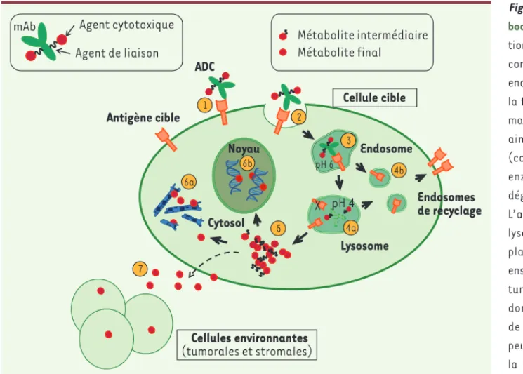 Figure 2. Mécanisme d’action d’un anti- anti-body drug conjugate (ADC). Suite à la  fixa-tion de l’ADC sur son antigène cible (1), le  complexe antigène/ADC est internalisé par  endocytose (2)
