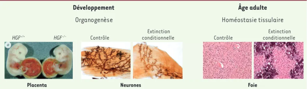 Figure 2. Rôle de Met et de son ligand l’HGF/SF durant le développement et chez l’adulte