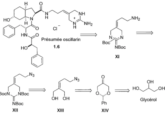 Figure 1.1 1 Analyse rétrosynthétique pour la préparation de la présumée oscillarin.ClPrésumée oscillarin1.6N33BocNNBocYNBoc