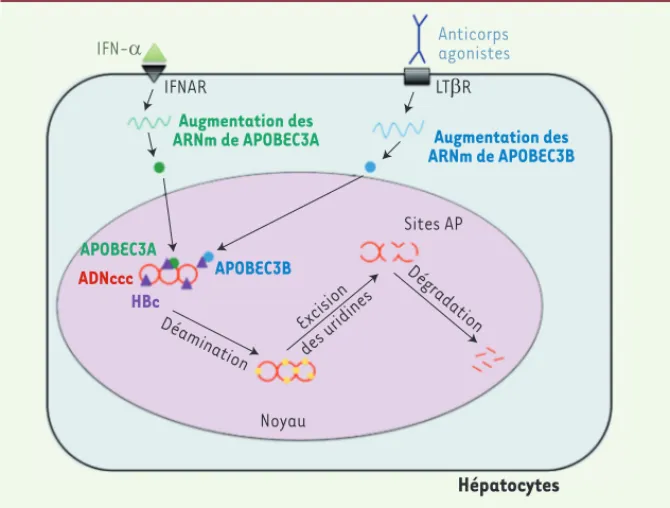 Figure 1.  Modèle de dégradation de l’ADNccc  suite aux traitements par de l’IFN- a  ou des  agonistes du LT b R