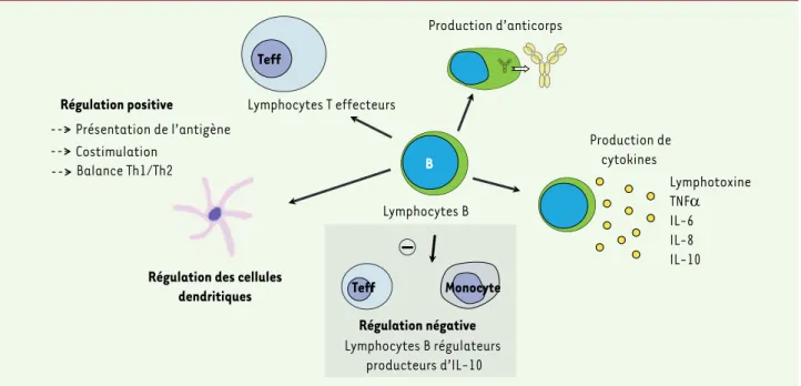 Figure 1. Rôles effecteur et régulateur des lymphocytes B. Teff : lymphocyte T effecteur.