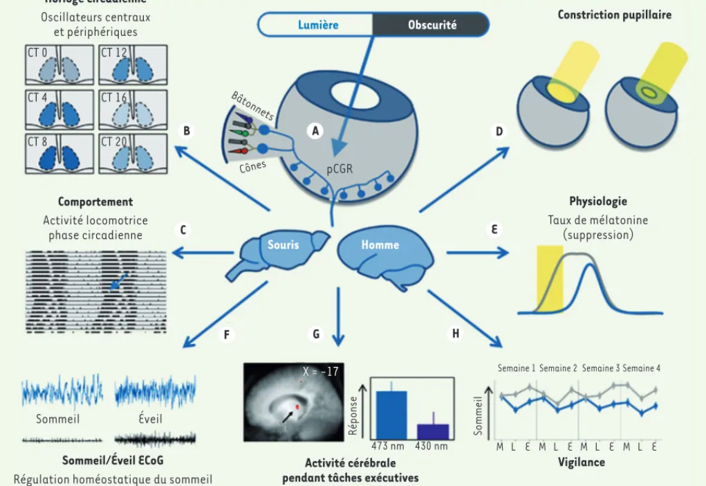 Figure 1. Étendue des influences non visuelles de la lumière. Un réseau diffus de cellules ganglionnaires rétiniennes (CGR) intrinsèquement photo- photo-sensibles (p) grâce à l’expression de la mélanopsine, est plus sensible au bleu (480 nm) et reçoit des 